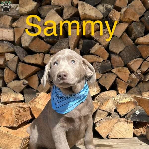 Sammy, Silver Labrador Retriever Puppy